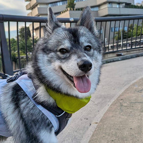 遊びも、お出かけも、ごはんも。ルークくんとの毎日を支える「わんこだし」