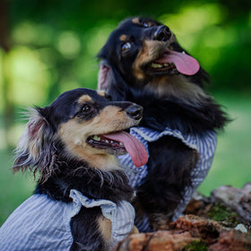 偶然の出会いから、かけがえのない習慣へ。「わんこだし」と歩んだ愛犬との日々