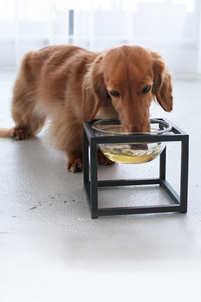 Veterinary Medicine x Medicinal Cuisine